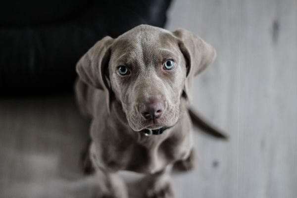 Chien punaise de lit à paris : votre solution de détection rapide